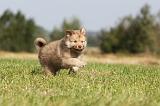 CHIEN FINNOIS DE LAPONIE 345
